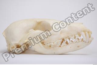 Skull Badger 0020